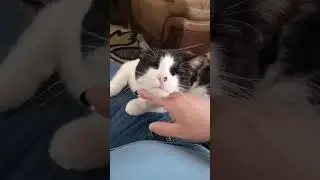 warm your heart, let my soul burn #cat #catcute #cute #funny #kitty #catlover