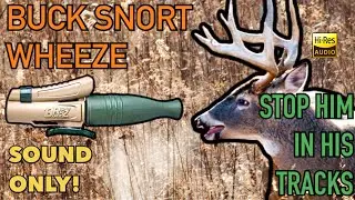 Sound Only: Buck Snort Wheeze Call (Play While Hunting) Bring in Big Bucks!