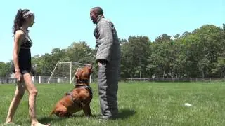 Dark Dynasty K9s 