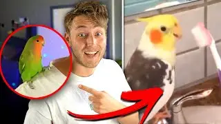 KIJK DIT VOORDAT JE EEN VOGEL NEEMT..