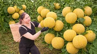 Harvesting Rare Yellow Melons in Huge Quantities | Sold Out Fast at the Market
