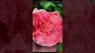 Enjoy Beautiful Colourful Fruits 🍈🍌🍏🍇#shorts #viral#fruit @Malwainspired