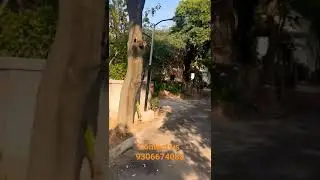 farm house for sale in Bhondsi Gurgaon #realestate #gurgaon #propertydealing #property #sohnaroad