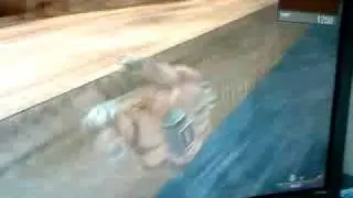 Wolfteam- Street Glitch