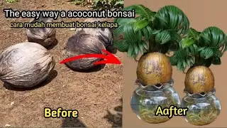 THE EASY WAY TO MAKE A COCONUT BONSAI