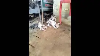 #cat #cats #bille # #shorts #viral #trading #reels #video 💫❤