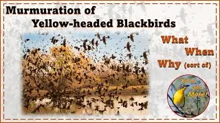 Murmuration of Yellow headed Blackbirds