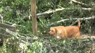 Tornado Coverage - Sunny Side, GA