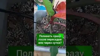 Как поливать растения после пересадки?
