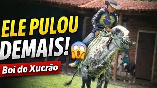 O BOI DO XUCRÃO PULOU DEMAIS… QUASE ACONTECEU O PIOR😢
