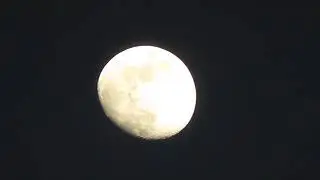 The Axent Man Records Familiar and VERY STRANGE Birds Singing to the Moon