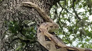 Curious little songbird wants a closer look at the boa imperator