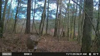 Mock Scrape Buck