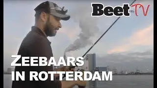 Zeebaarsvissen met Mehmet in Europoort: probleem met beroepsvissers  |  Beet
