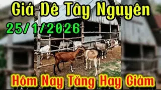 Cập nhật gi&aacute; d&ecirc; t&acirc;y nguy&ecirc;n ! D&ecirc; sống nguy&ecirc;n con d&ecirc; giống cuối năm ra sao ?