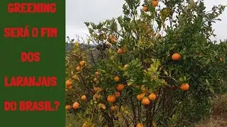 Greening - será o fim dos laranjais do Brasil?