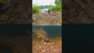 Underwater Ronnie Rig Take 🐟💨 #carpfishing #shorts