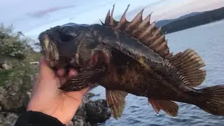 BC Rockfish - facts and observations on most common rockfish and conservation.