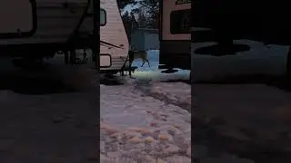 A deer coming to check out our backyard camp site. #camping ##wisconsin #wintercamping #wintercamp