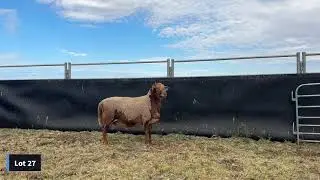 LOT 27 RIVERVIEW MEATMASTER 2025 SPRING RAM SALE