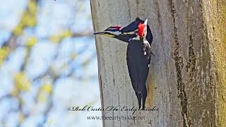 Dryocopus pileatus  PILEATED WOODPECKER pair start nesting.  9093913