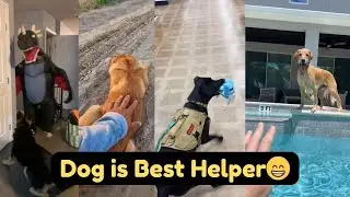 Dogs is best helpar😍Crazy Funny Dogs That Will Make You Laugh Nonstop 🐶🤣