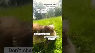 RUNAWAY DOG-what to do?!🐶 #dogshorts #dogtips #dogwalking #dogrunning #dogsafety #runaway #dogs