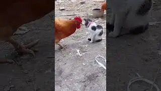 Tit for Tat