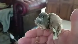 Budgie-boys Vlog #42: Zebra Finch chick updates