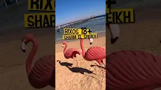 ✈️ Летим в Египет 🇪🇬 Rixos Sharm el Sheikh Adults only 5* обзор отеля #travelvlog