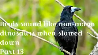 Birds sound like non-avian dinosaurs when slowed down - part 13