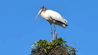 Wonderful Wood Stork Feathers Ruffled by Breeze On Top of Tree on Franklin Street! Oviedo, Florida 