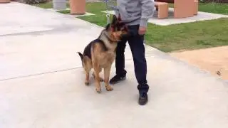 German Shepherd Obedience Training Los Angeles & Orange County | Sandlot K9 Services