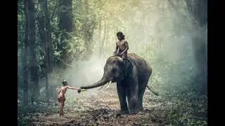 Elephant Wallpaper 10 images
