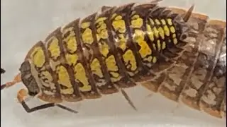 Распаковка изопода от @InvertebrateDude!