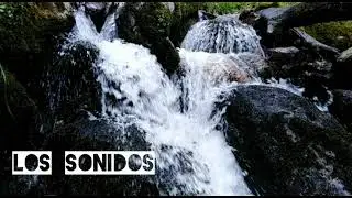 Muniellos los sonidos del bosque
