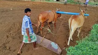 Indian Country Bullock Photo Editing Video | cow videos and oxen