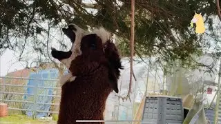 Llama Farm 🦙