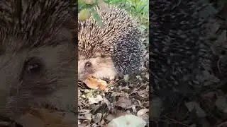 #shorts #Ежик #лесной #природа #ёжик #осень #милота #nature #cute #comedy #юмор