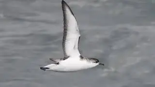 Little Shearwater, Off Whitianga, New Zealand, 26 Nov 2017