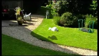 Hover Cat