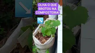 Surpresa na Composteira: Brotou um P&eacute; de Uva no Natal!