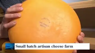 Hop on the Gouda cheese tour at Forx Farm!