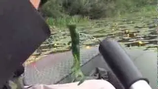 Силиконовая приманка ZMAN FrogZ
