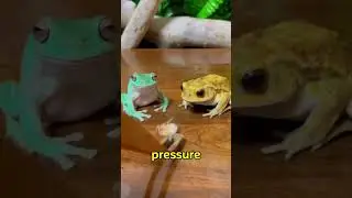 💥 Frogs: Nature&rsquo;s Weather Alerts!