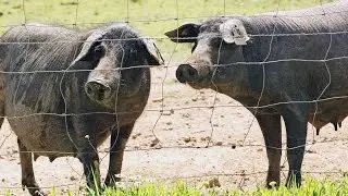 Garvão | Nos domínios do porco preto