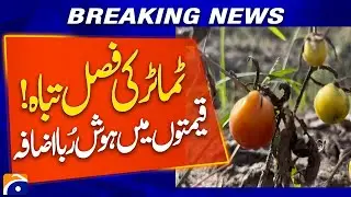 Tomato Prices Out of Control | Massive Crop Damage Reported | Breaking News