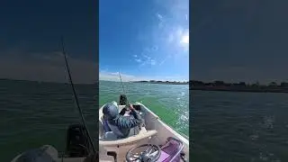Mangiata pesce serra con cefalo vivo a fondo | Laguna di Venezia | Insta360 X5 | jonny.venezia (IG)