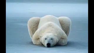 WunderWelten: Ikonen der Naturfotografie