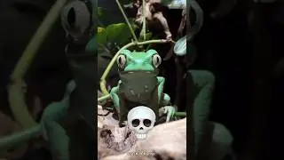 Big Frog 🐸 transformation ☠️#shorts #shortsfeed #tranding #trandingsong #viralshort #frog #froglover